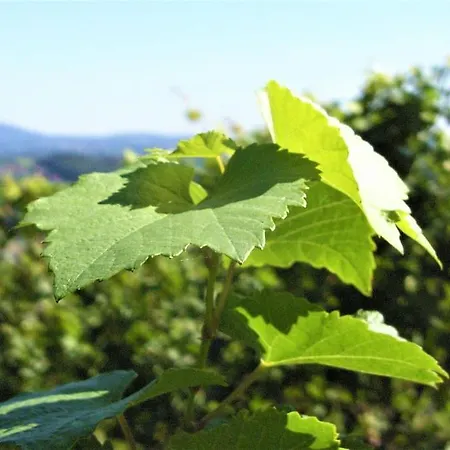 Genuss Am Familien Weingut * Krottendorf bei Ligist