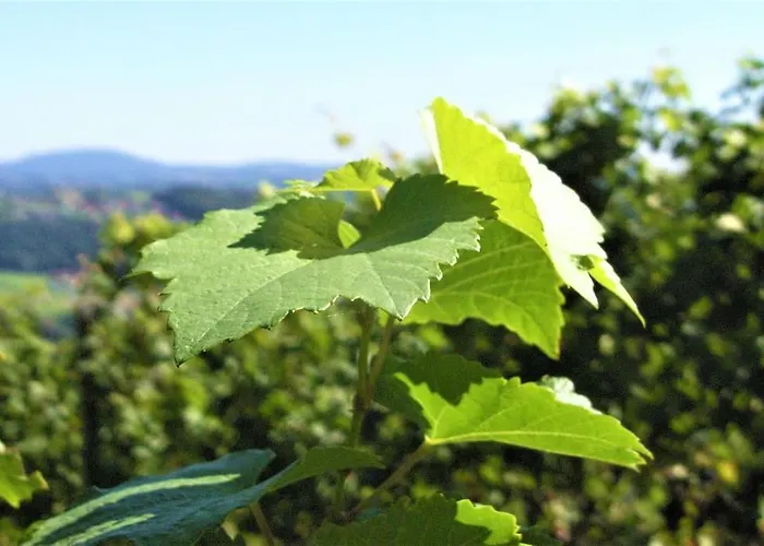Genuss Am Familien Weingut * Krottendorf bei Ligist