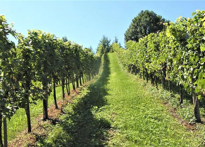 Genuss Am Familien Weingut Lägenhet